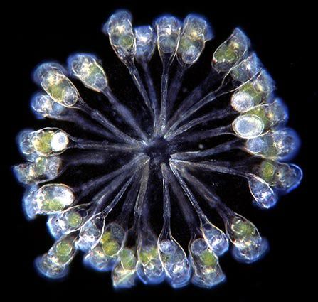 Rosette of many bell shaped stalked ciliates on branching stalks from one base, darkfield, glowing against a black background