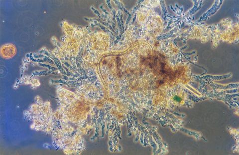 Floc with finger like Zoogloea growth and a nematode inside it, phase contrast
