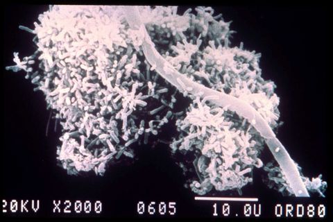Scanning electron micrograph of floc forming bacteria on a paper fiber, 2000x