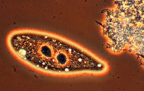 Slipper shaped free-swimming ciliate with two dark round bodies inside, next to a floc, phase contrast