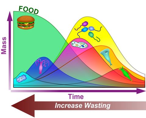 Graph of mass against time: food falls while amoebae, then flagellates (the stylized pink drawing on the second curve), free-swimming ciliates, stalked ciliates and finally rotifers rise and fall in turn; an arrow under the time axis shows that more wasting moves the sludge back toward the left