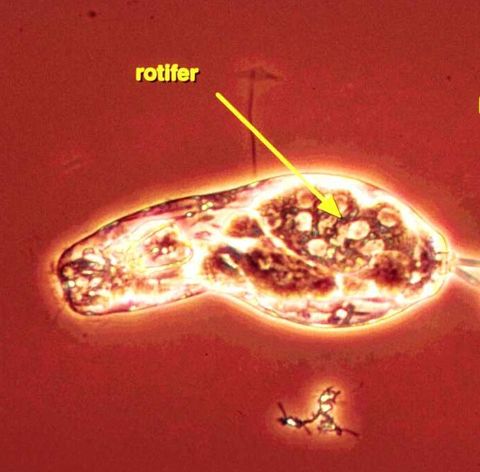 Rotifer body showing internal organs, with a label pointing to the rotifer, phase contrast