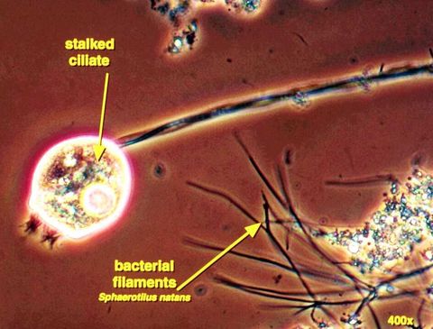 Stalked ciliate on its stalk next to a floc, with thin Sphaerotilus natans filaments, phase contrast at 400x