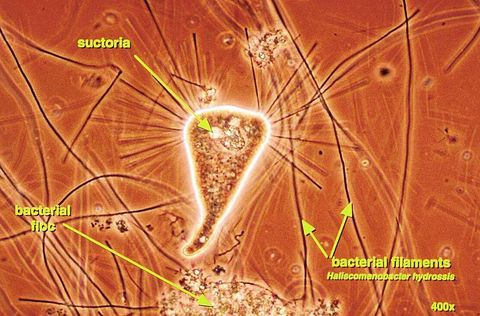 Triangular suctorian with radiating feeding tentacles, bacterial floc and Haliscomenobacter hydrossis filaments, phase contrast at 400x